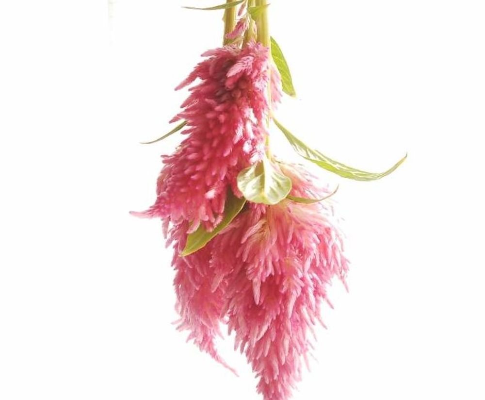 ケイトウのドライフラワー