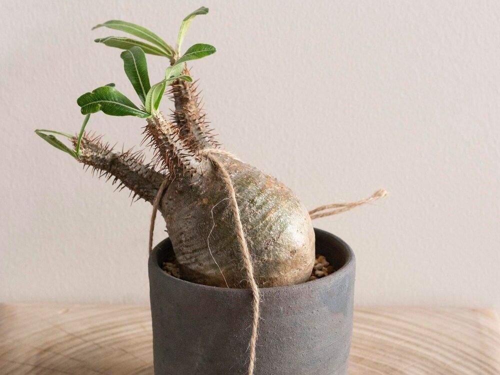 塊根植物　コーデックス