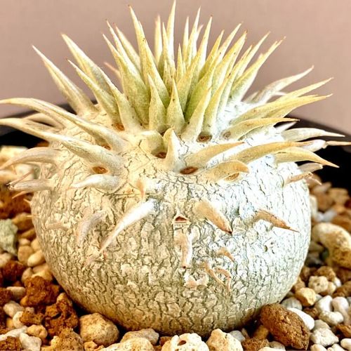 植物マニアはもう持っている 多肉以外のふしぎな 珍奇植物 たち Greensnap グリーンスナップ