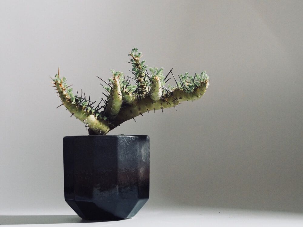 塊根植物　コーデックス