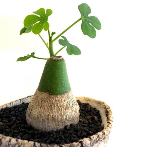 塊根植物 コーデックス とは レアで人気の種類は 育て方のコツは Greensnap グリーンスナップ
