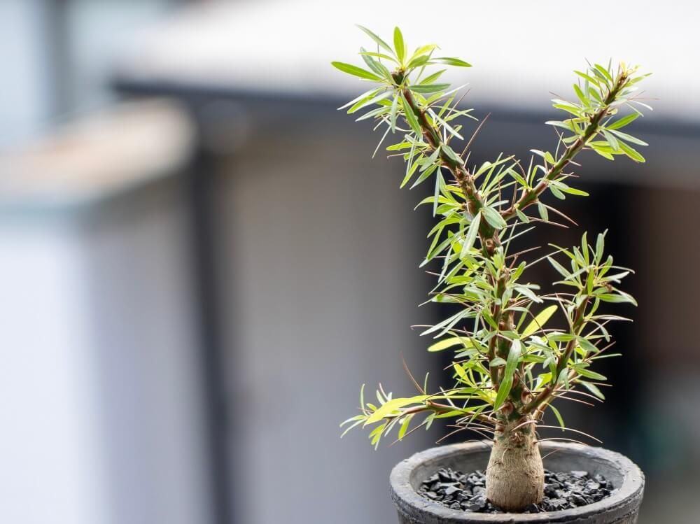 塊根植物　コーデックス
