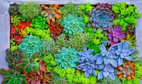 世界らん展新企画 多肉植物のコーナー Taniku Fantastic Greensnap グリーンスナップ 世界らん展新企画 多肉植物のコーナー Taniku Fantastic Greensnap グリーンスナップ