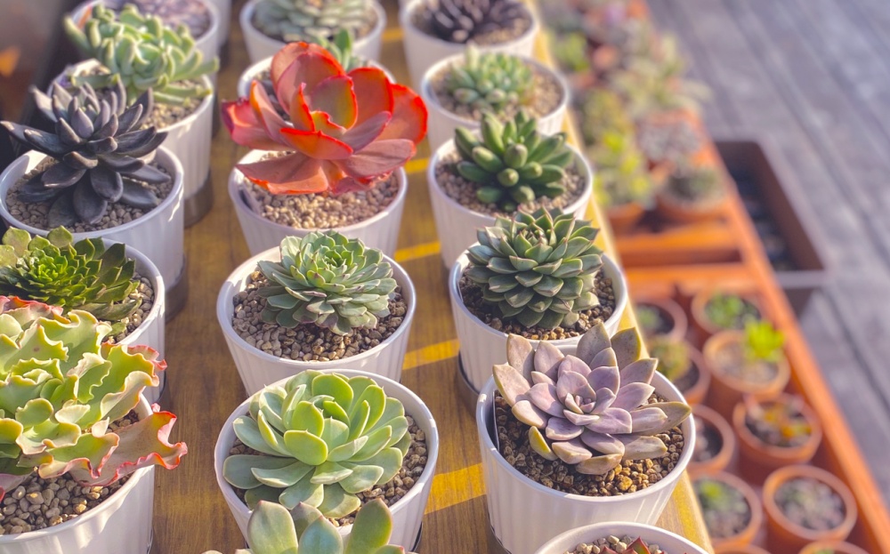 世界らん展新企画！多肉植物のコーナー『TANIKU FANTASTIC