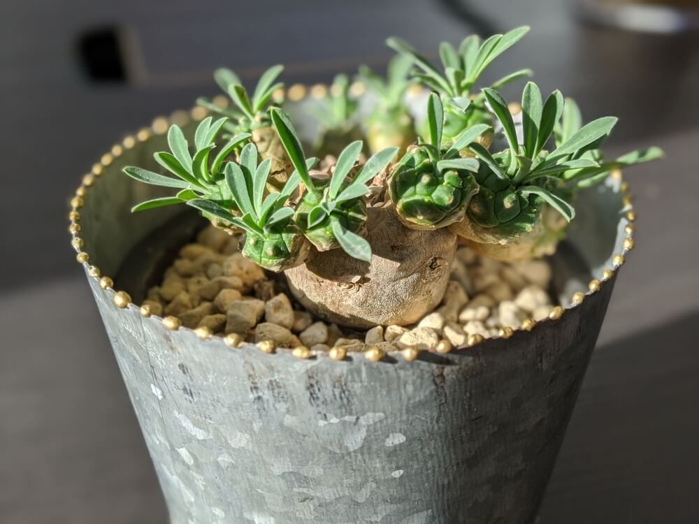 塊根植物 コーデックス