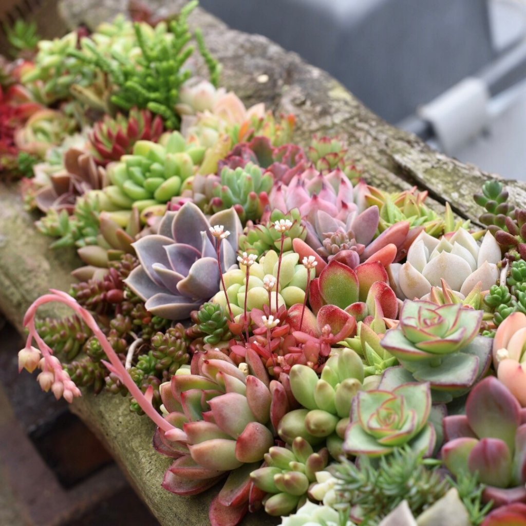 世界らん展新企画！多肉植物のコーナー『TANIKU FANTASTIC