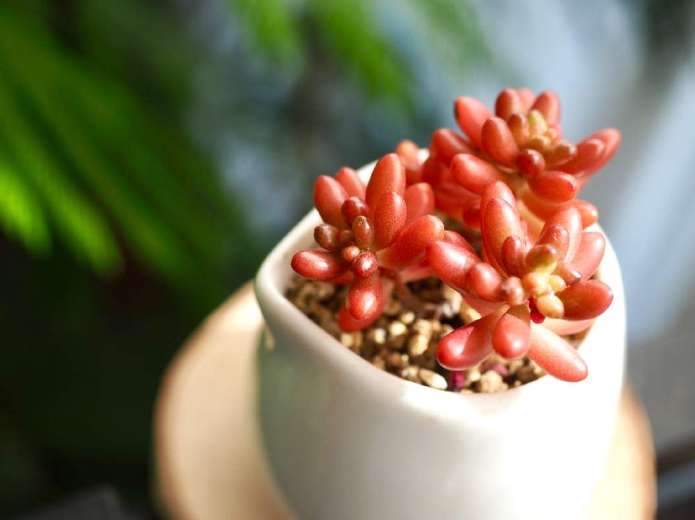 多肉植物　虹の玉