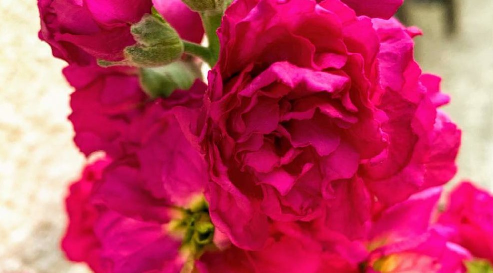 ストックの花言葉 色別の意味や花の種類 花束がおすすめ Greensnap グリーンスナップ