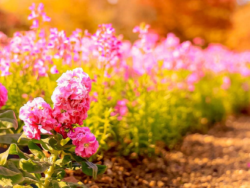ストックの花言葉 色別の意味や花の種類 花束がおすすめ Greensnap グリーンスナップ