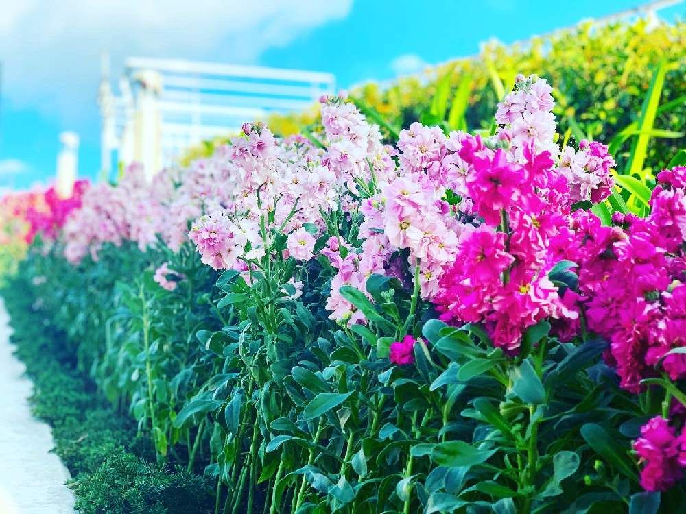 ストック　花