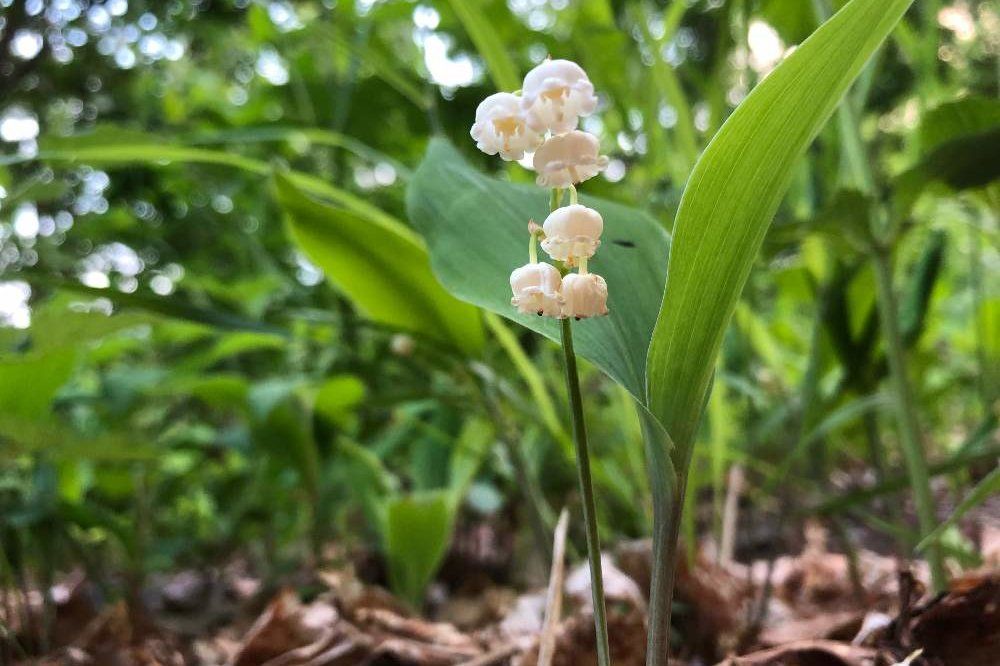 二ホンスズラン