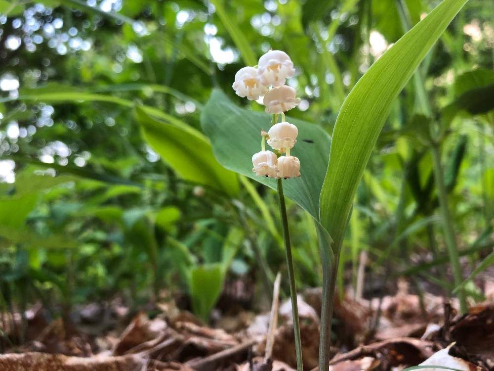 二ホンスズラン