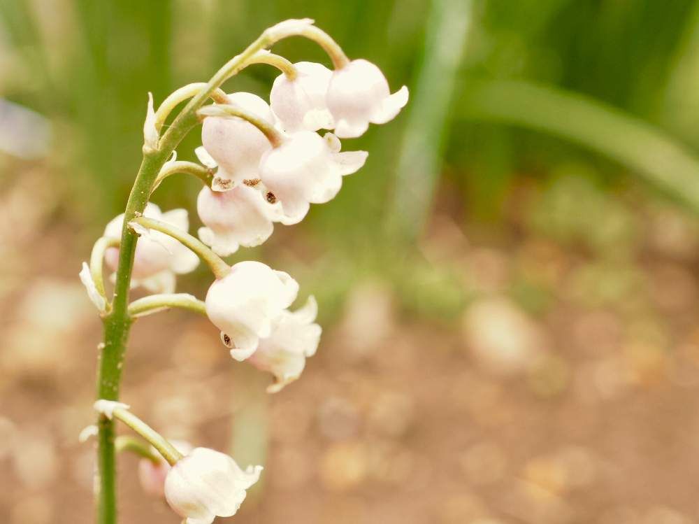 ドイツスズラン　白い花