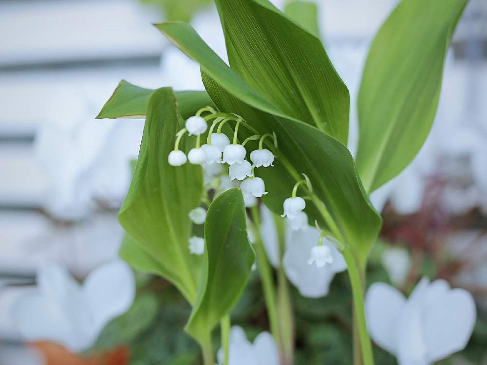 すずらん 鈴蘭 の花言葉 色別の意味や種類 怖い意味もあるって本当 Greensnap グリーンスナップ