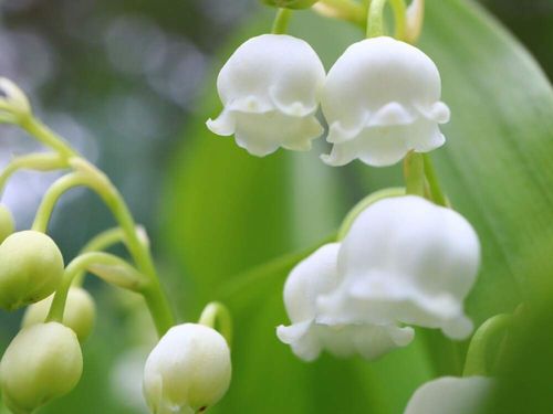 スズラン 鈴蘭 の花言葉 色別の意味は 花が咲く季節はいつ Greensnap グリーンスナップ