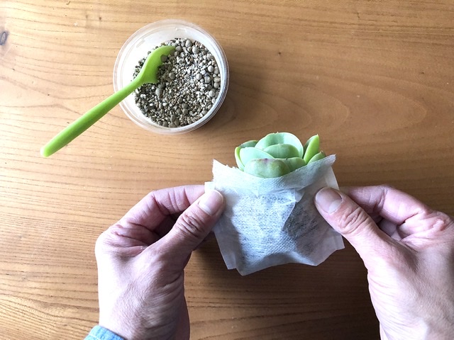 多肉植物の麻ひも玉のつくり方