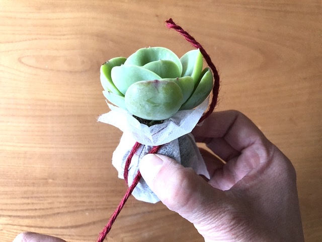 多肉植物の麻ひも玉のつくり方
