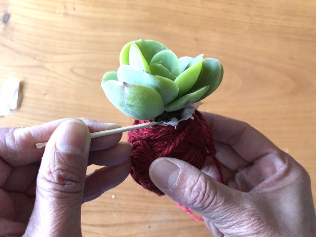 多肉植物の麻ひも玉のつくり方