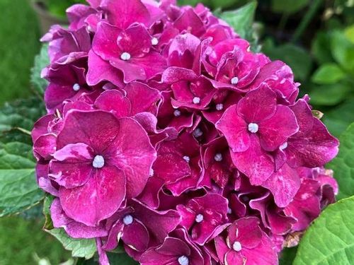 アジサイ 紫陽花 の育て方 水やり頻度は 鉢植え 地植えで違いはある Greensnap グリーンスナップ アジサイ 紫陽花 の育て方 水やり頻度は 鉢植え 地植えで違いはある Greensnap グリーンスナップ