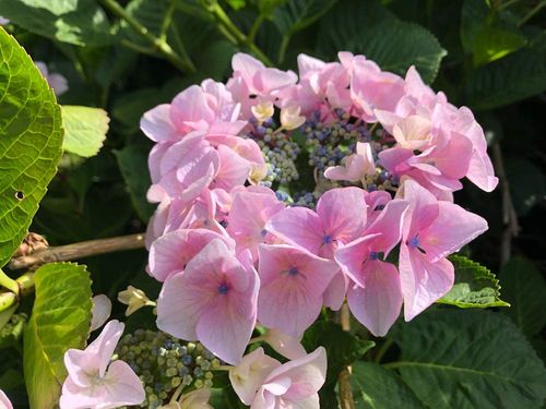 アジサイ 紫陽花 の育て方 水やり頻度は 鉢植え 地植えで違いはある Greensnap グリーンスナップ