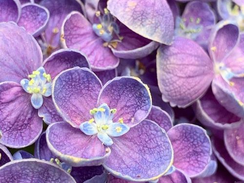 アジサイ 紫陽花 の育て方 水やり頻度は 鉢植え 地植えで違いはある Greensnap グリーンスナップ