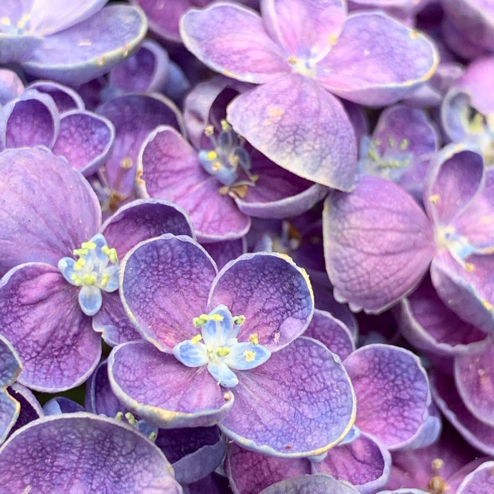 アジサイ 紫陽花 の育て方 水やり頻度は 鉢植え 地植えで違いはある Greensnap グリーンスナップ