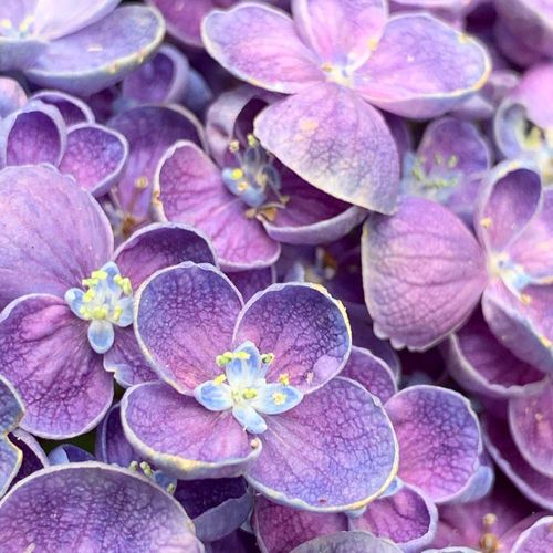 アジサイ 紫陽花 の育て方 水やり頻度は 鉢植え 地植えで違いはある Greensnap グリーンスナップ
