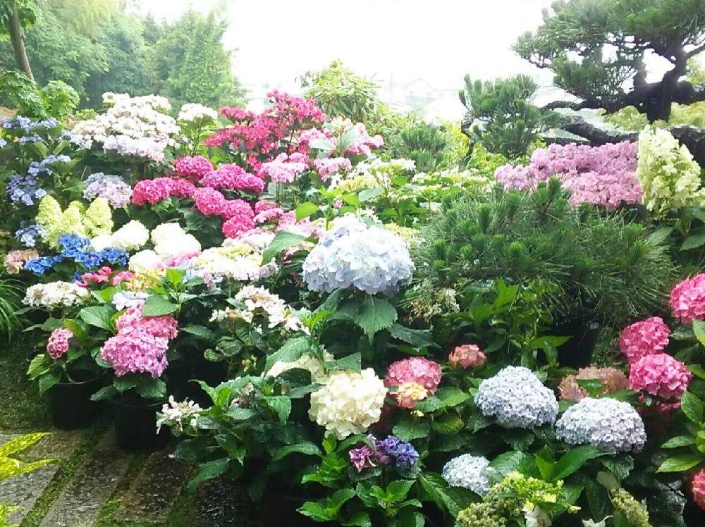 写真：アジサイ　ハイドランジア