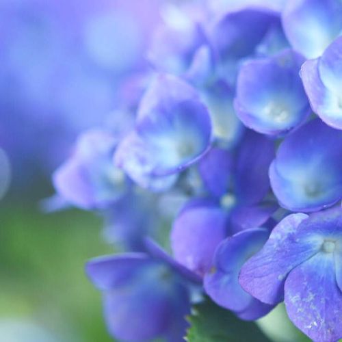 アジサイ 紫陽花 の育て方 水やり頻度は 鉢植え 地植えで違いはある Greensnap グリーンスナップ