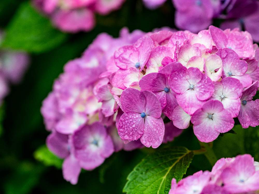 アジサイ 紫陽花 の花言葉 色 種類別の意味や由来とは 花の特徴は Greensnap グリーンスナップ