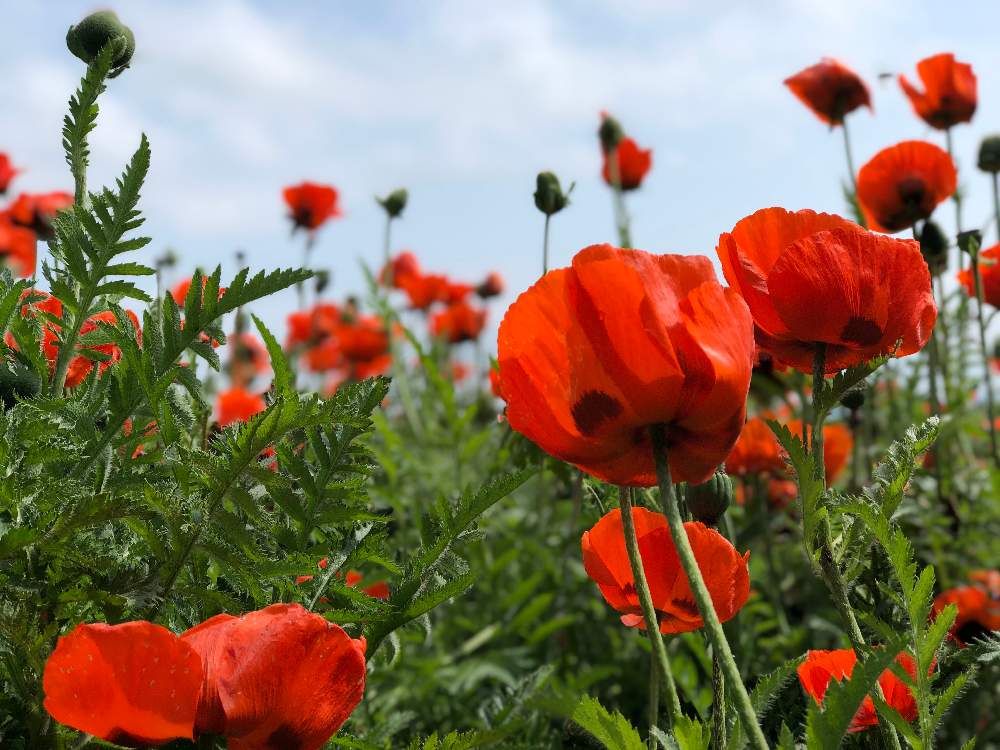 オニゲシ　photo by　でこ