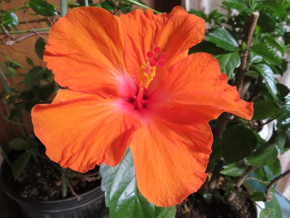 ハイビスカス　photo by　ゆーちゃん