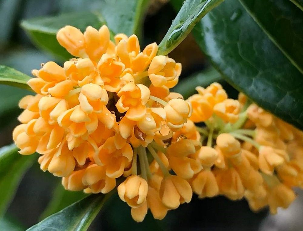 キンモクセイ　photo by　わき☆れーじ