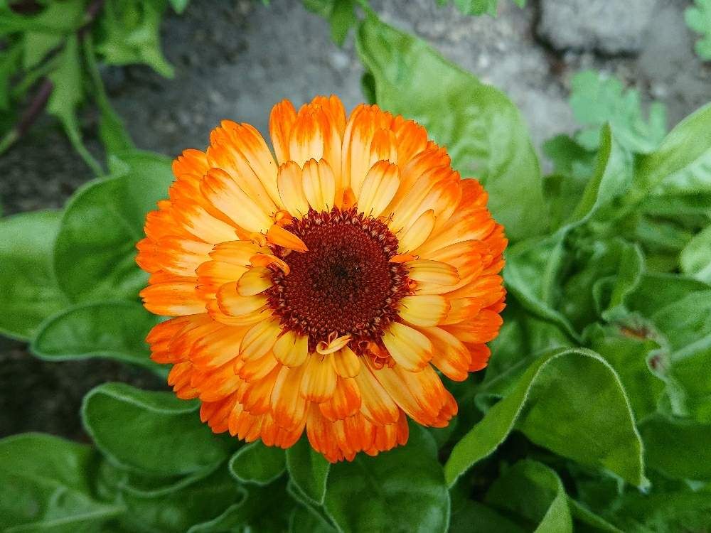 キンセンカ　photo by　kosyori☆