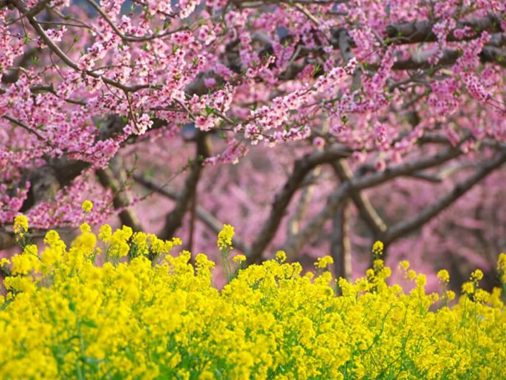 桃の花　菜の花