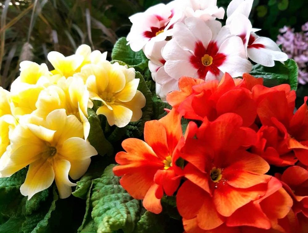 プリムラ・ジュリアン　photo by　toshi