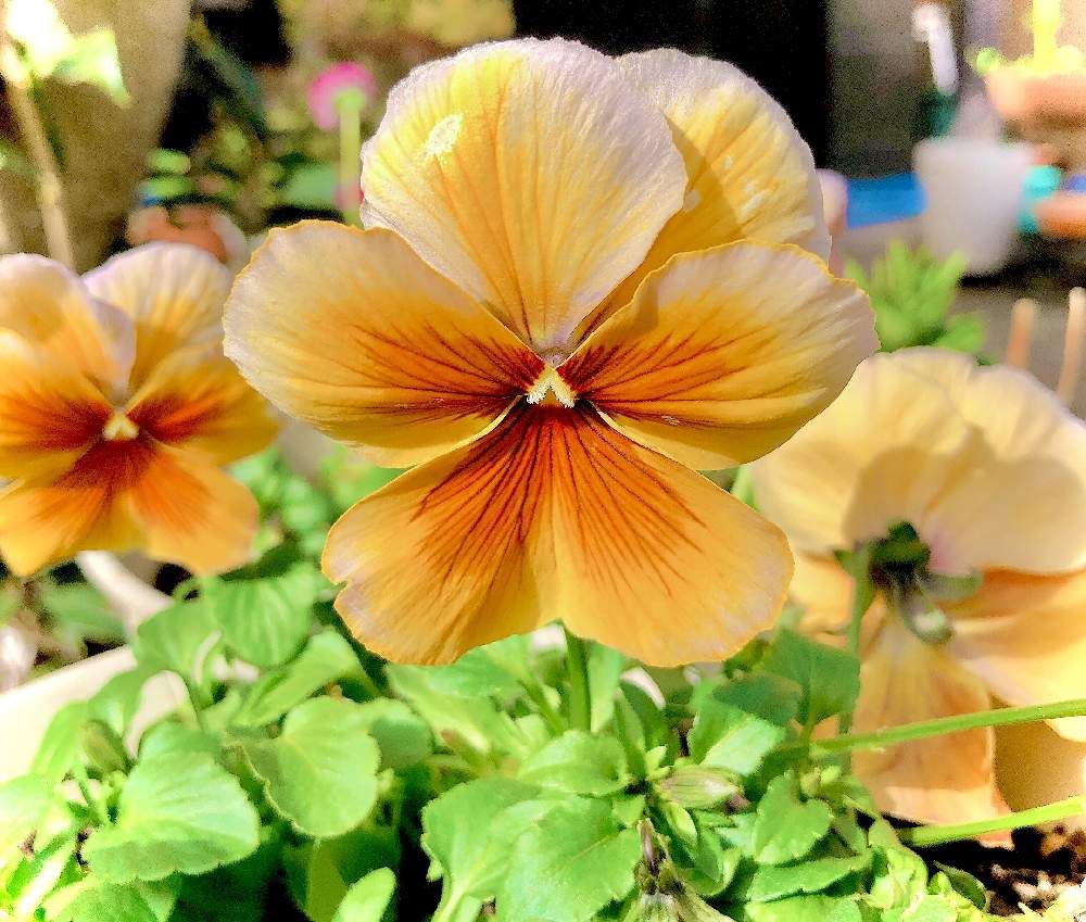 パンジー、ビオラ　photo by　お花畑