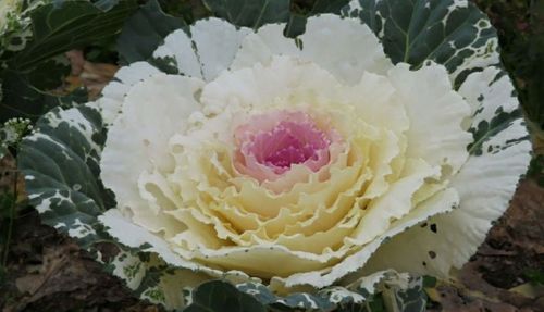 葉牡丹 ハボタン の花言葉 意味や由来は 主な種類や花の特徴は Greensnap グリーンスナップ