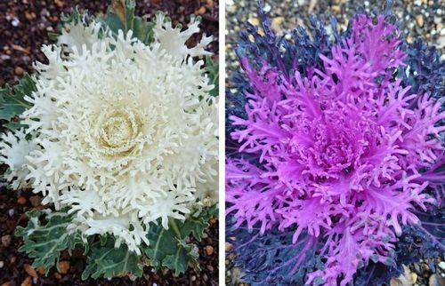 葉牡丹 ハボタン の花言葉 意味や由来は 主な種類や花の特徴は Greensnap グリーンスナップ