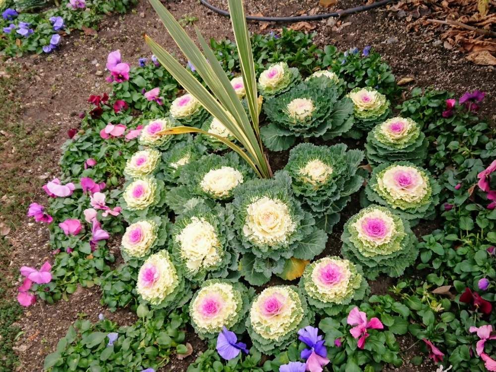 葉牡丹　花　地植え