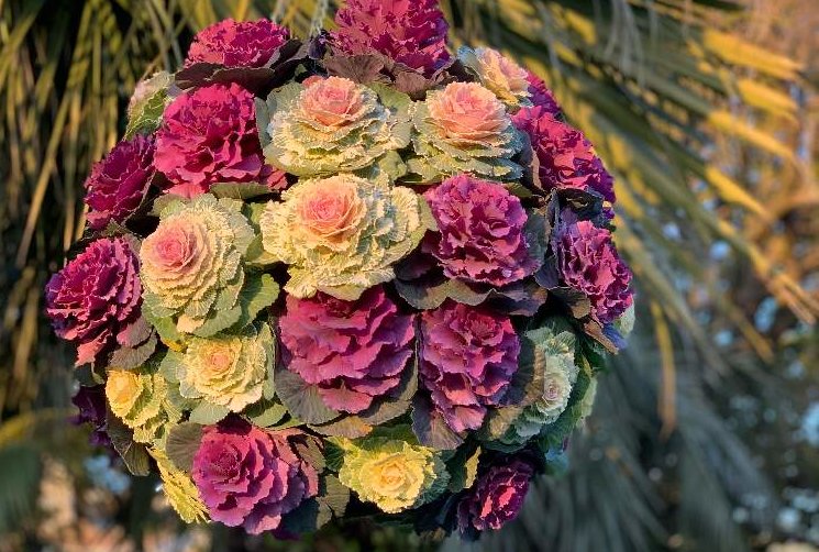 葉牡丹 ハボタン の花言葉 色別の意味や花の特徴 寄せ植えが人気 Greensnap グリーンスナップ