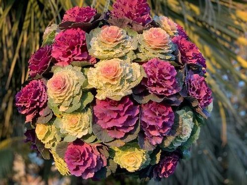 葉牡丹 ハボタン の花言葉 意味や由来は 花の特徴は Greensnap グリーンスナップ