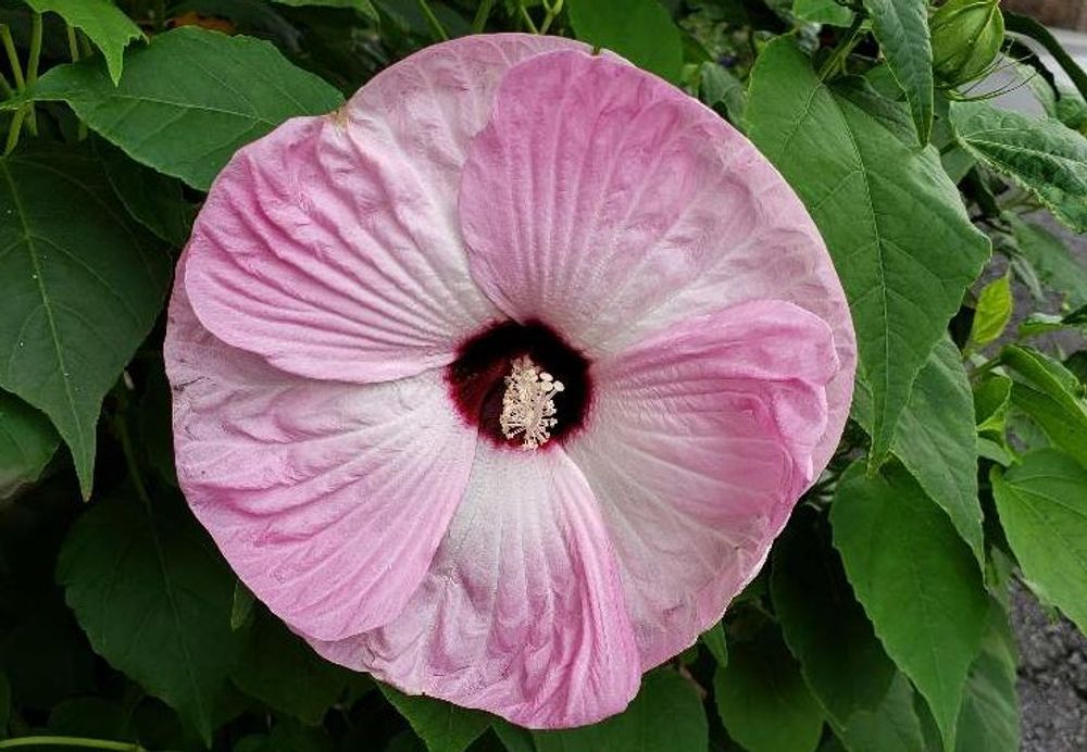 アメリカフヨウ