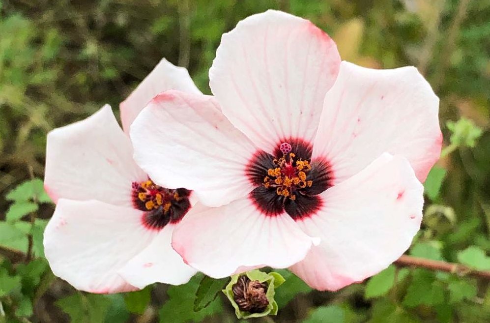 芙蓉(フヨウ)の花言葉｜意味や由来は？花の特徴や開花時期、種類は