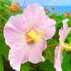 芙蓉(フヨウ)の花言葉｜美を褒める意味や由来、種類のご紹介の画像