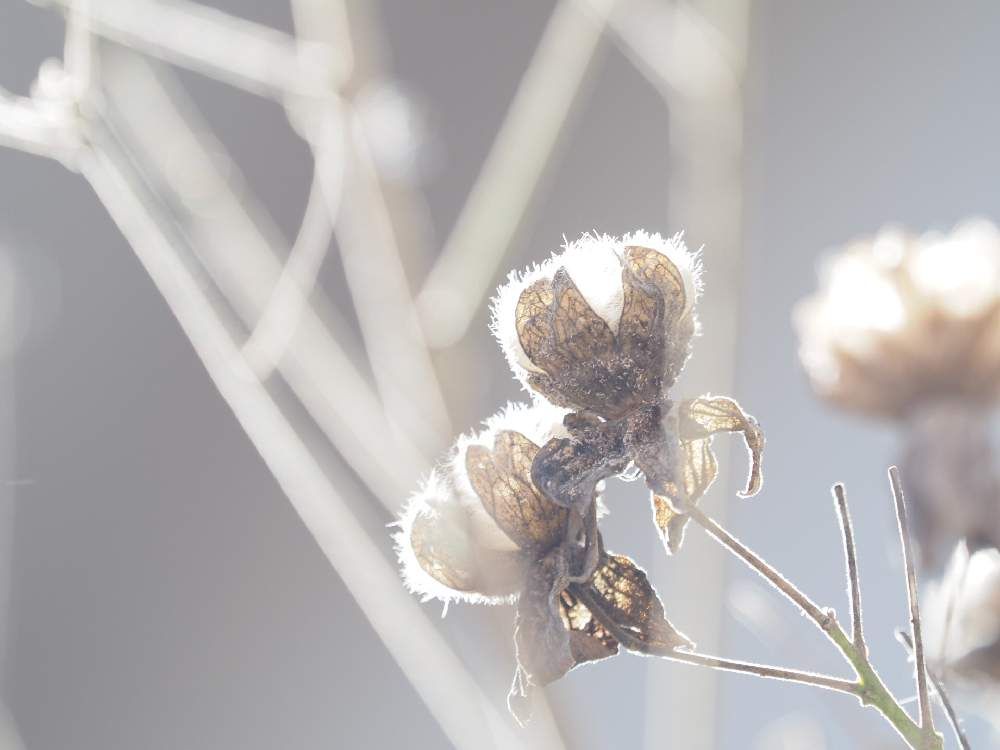 芙蓉の枯葉