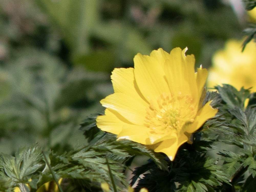 ミチノクフクジュソウ