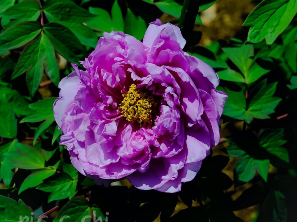 ボタン　牡丹　鎌田藤　紫色の花