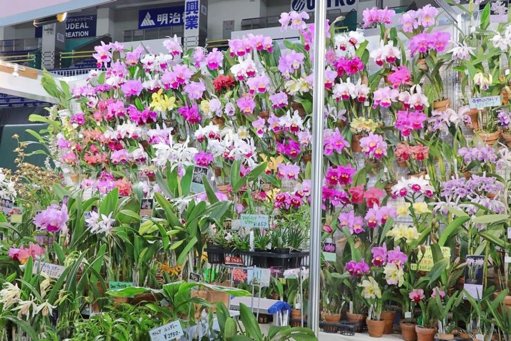 世界らん展　2020