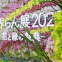 【世界らん展2020】豪華絢爛のきらびやかな会場へ潜入します！の画像